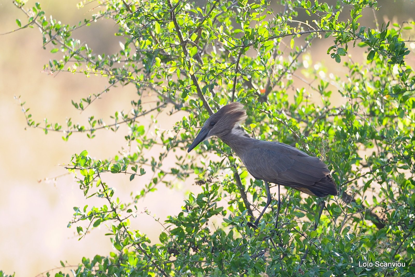 Ombrette/Hamerkop (1)