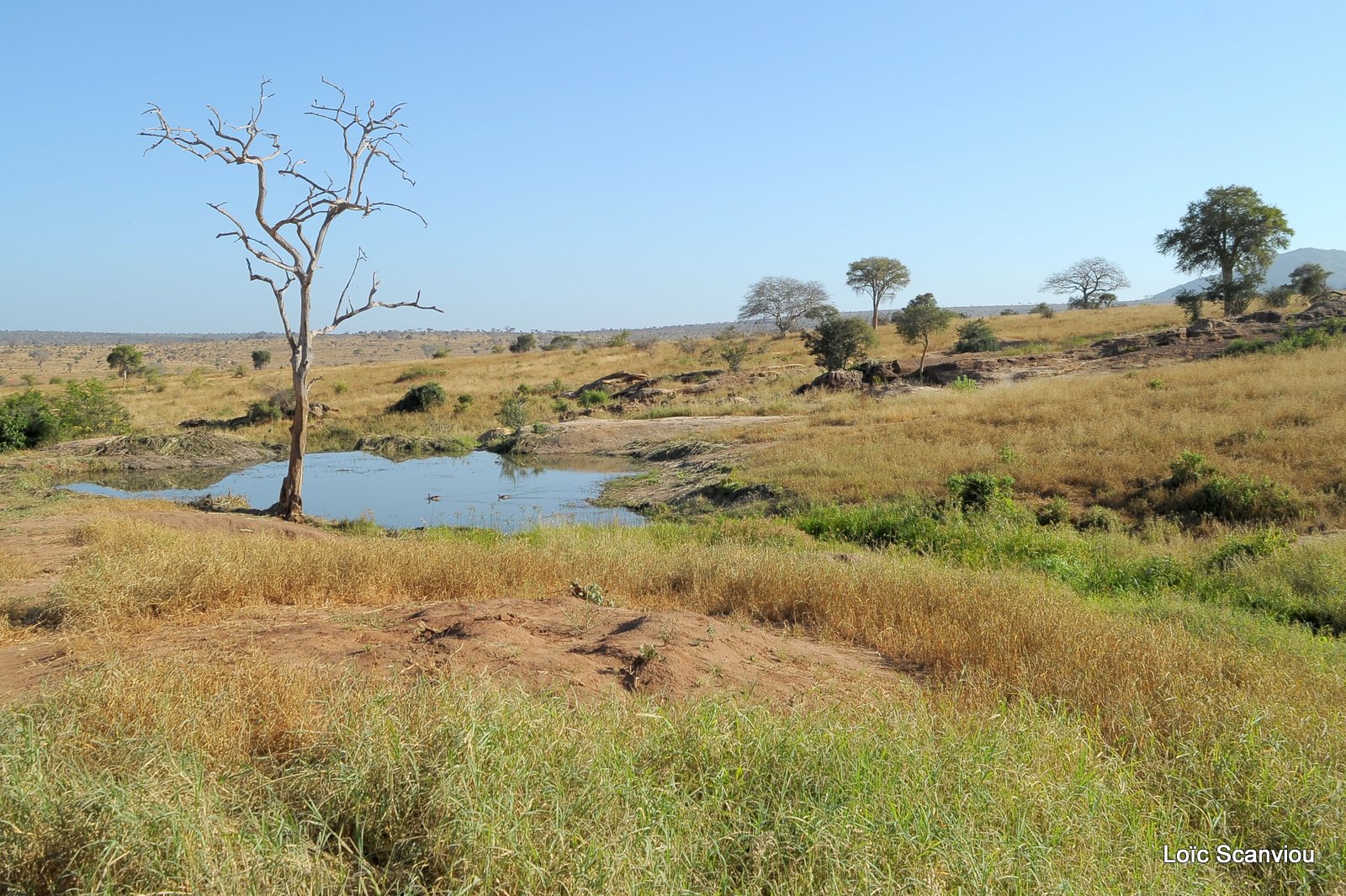 Tsavo West (5)
