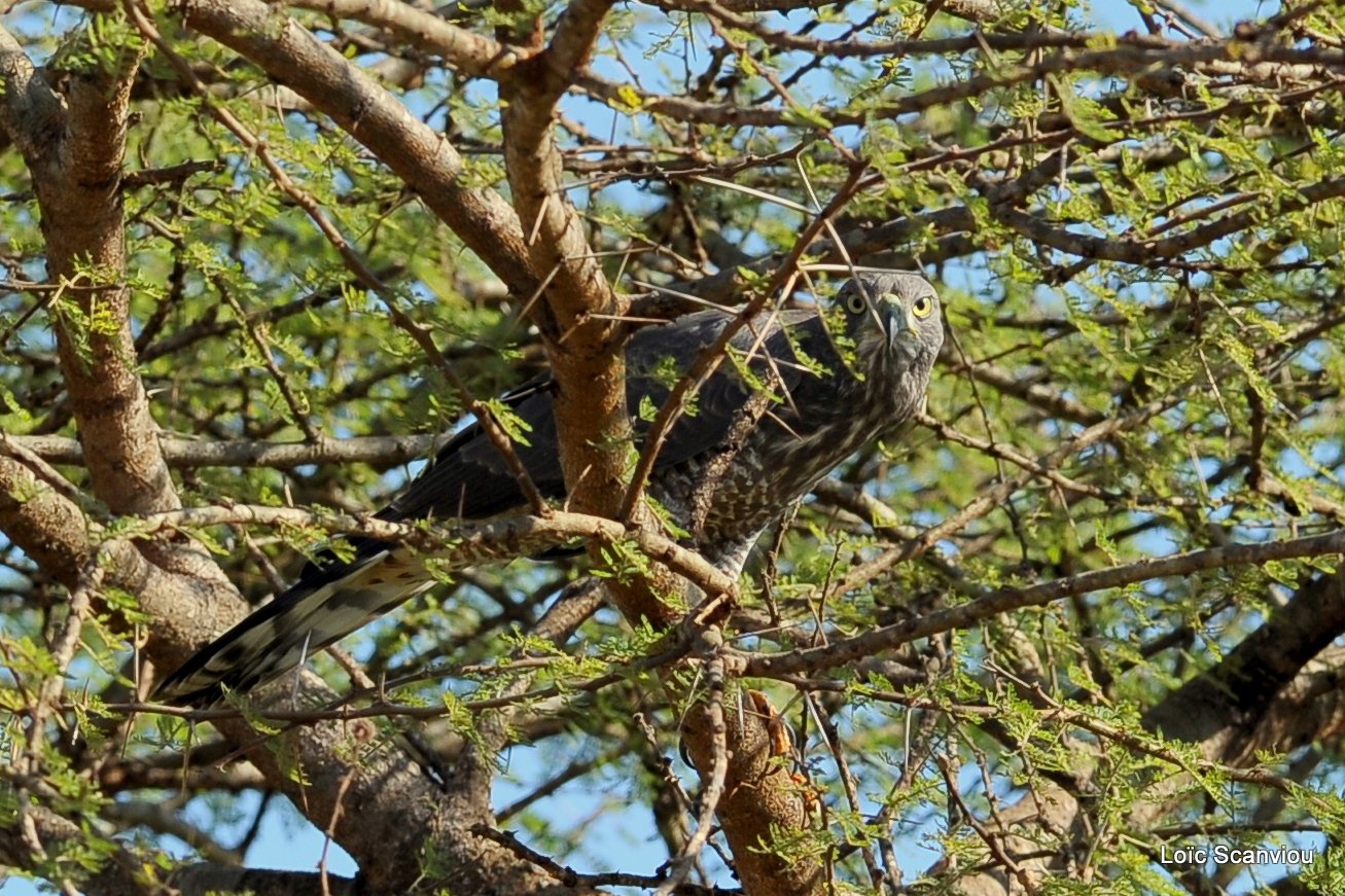 Tsavo West 2012 (46)