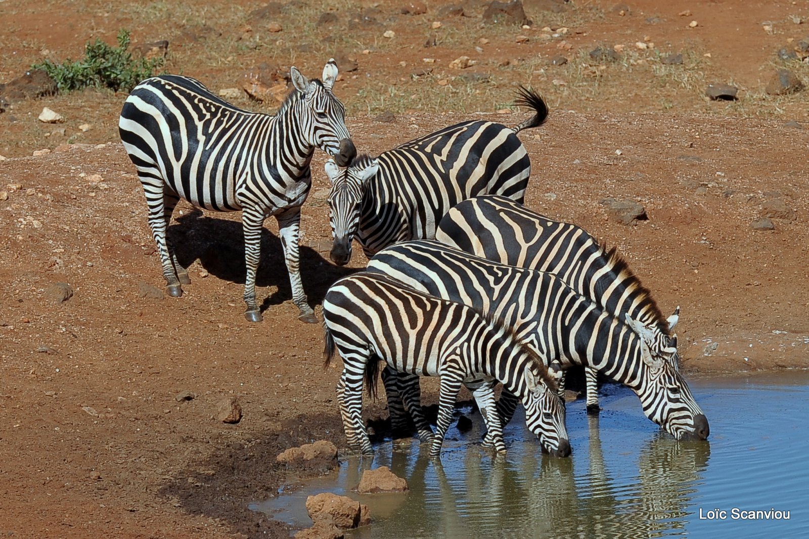 Zèbre/Zebra (7)