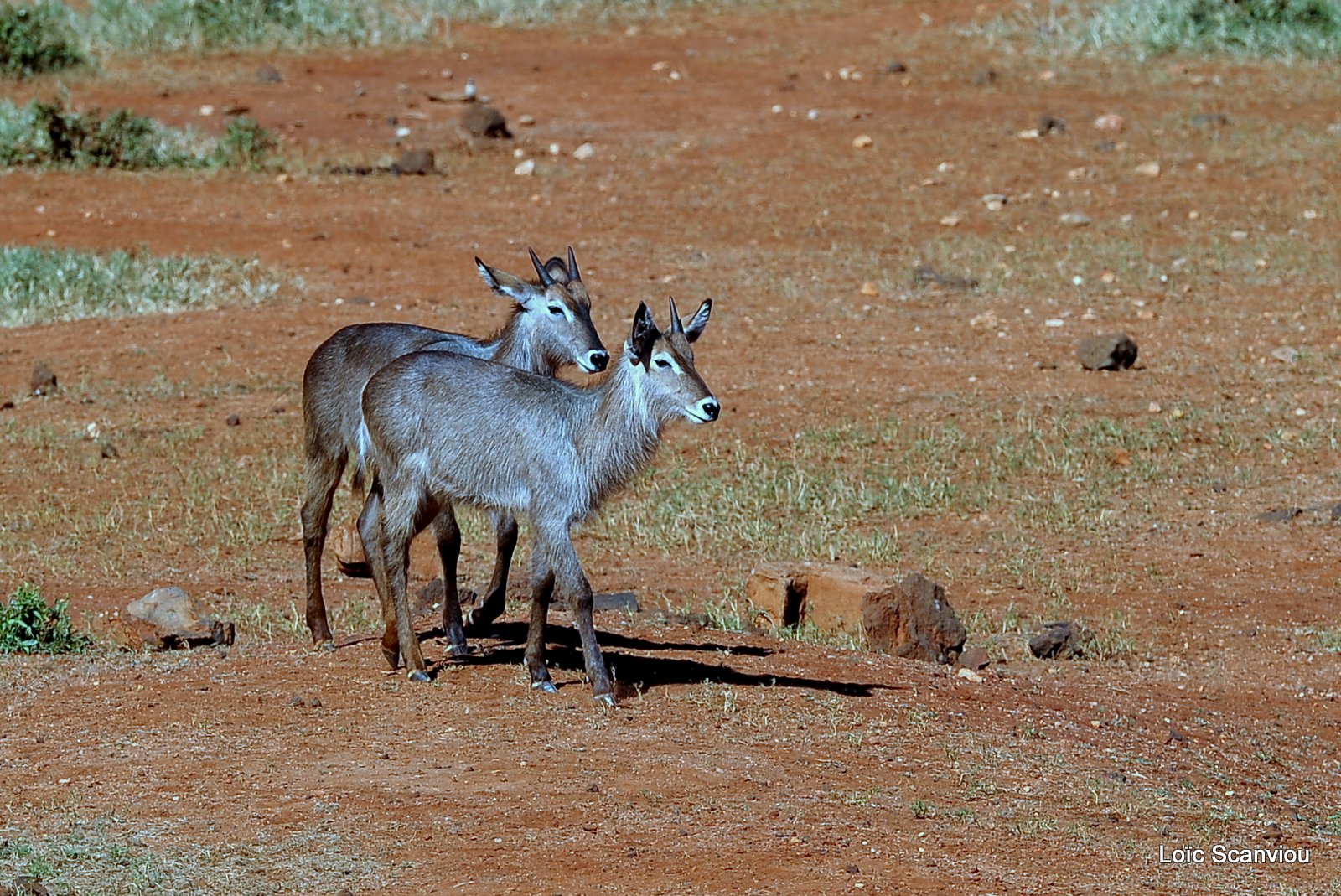 Cobe à croissant/Waterbuck (3)