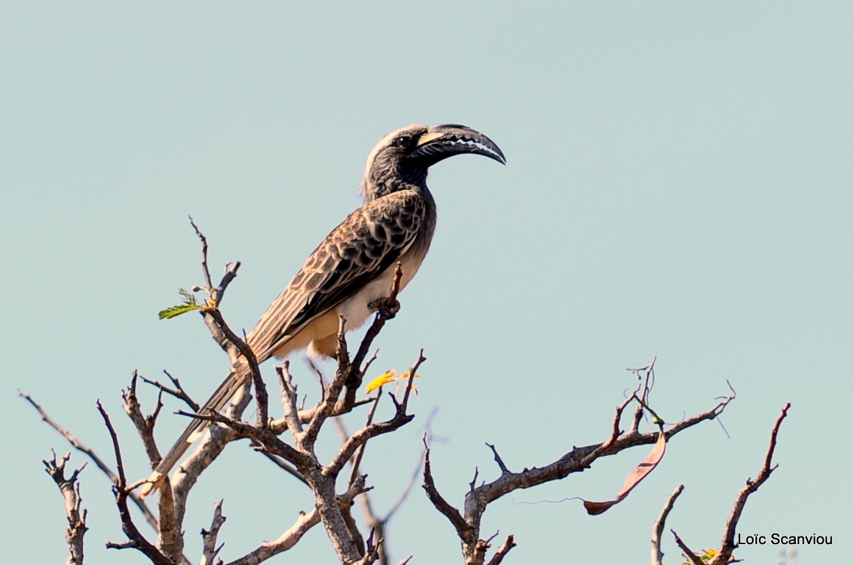 Calao à bec noir/African Grey Hornbill (1)