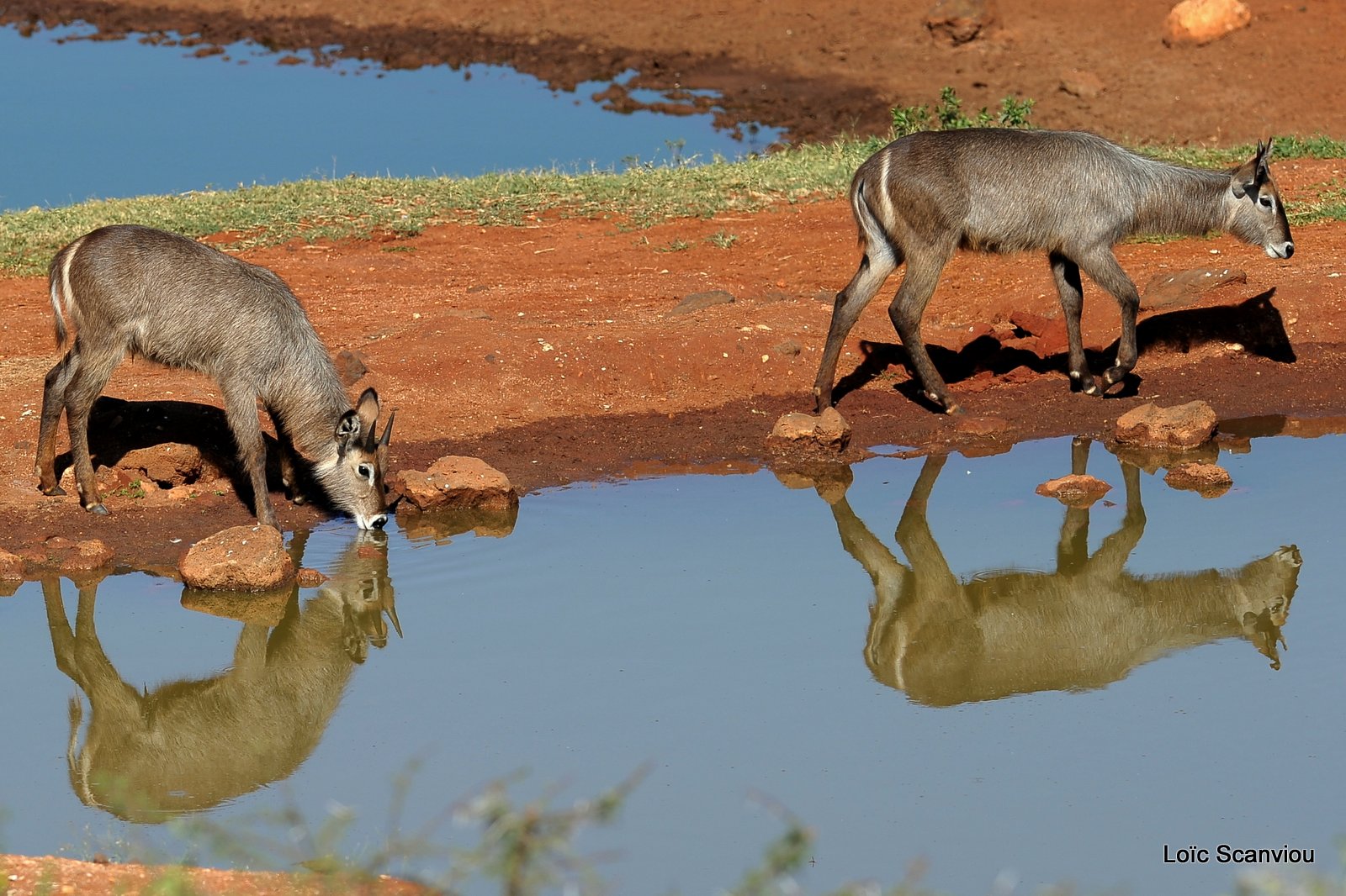 Cobe à croissant/Waterbuck (4)