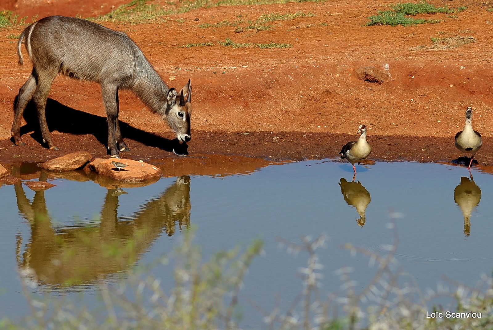 Cobe à croissant/Waterbuck (5)