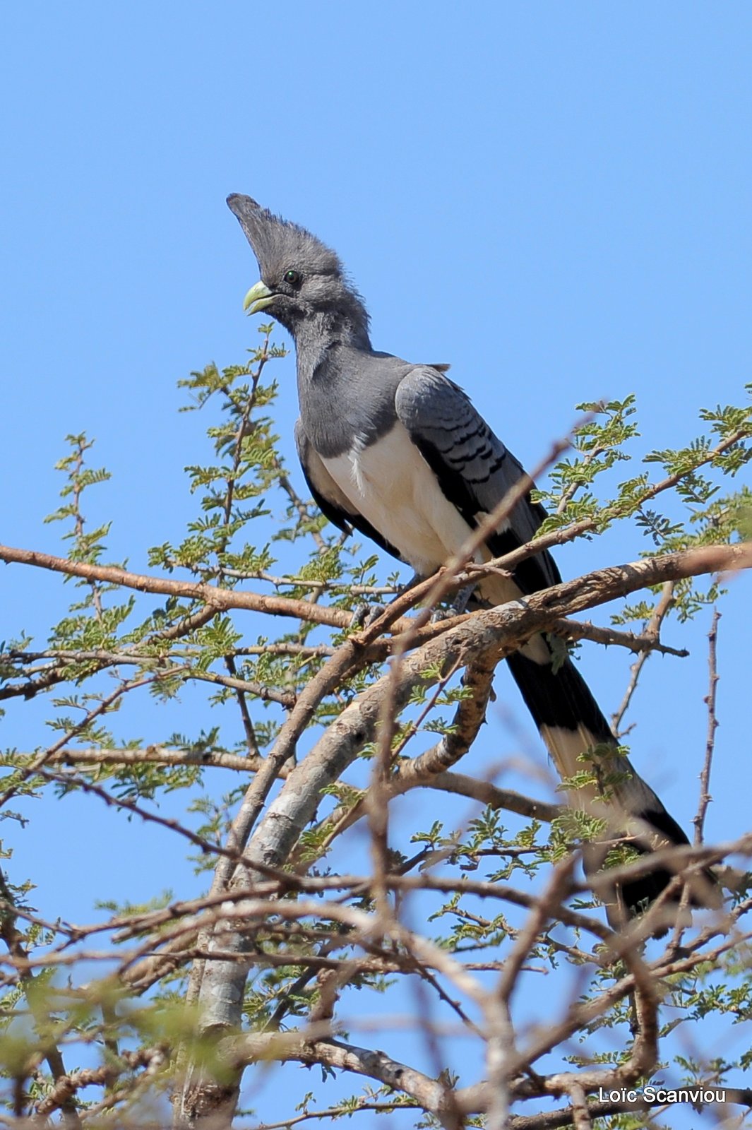 Touraco à ventre blanc/White-bellied Go-away Bird (1)