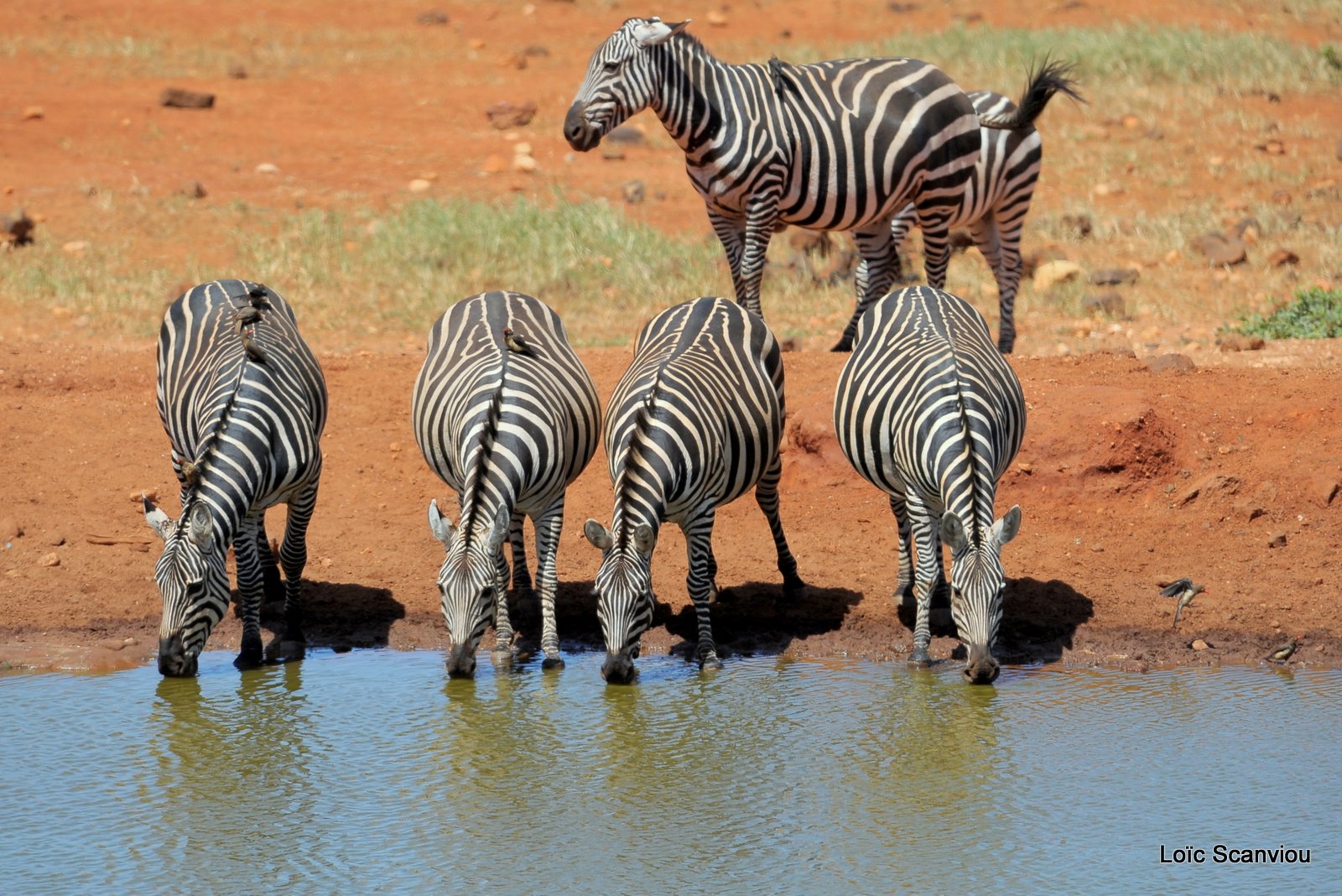 Zèbre/Zebra (10)