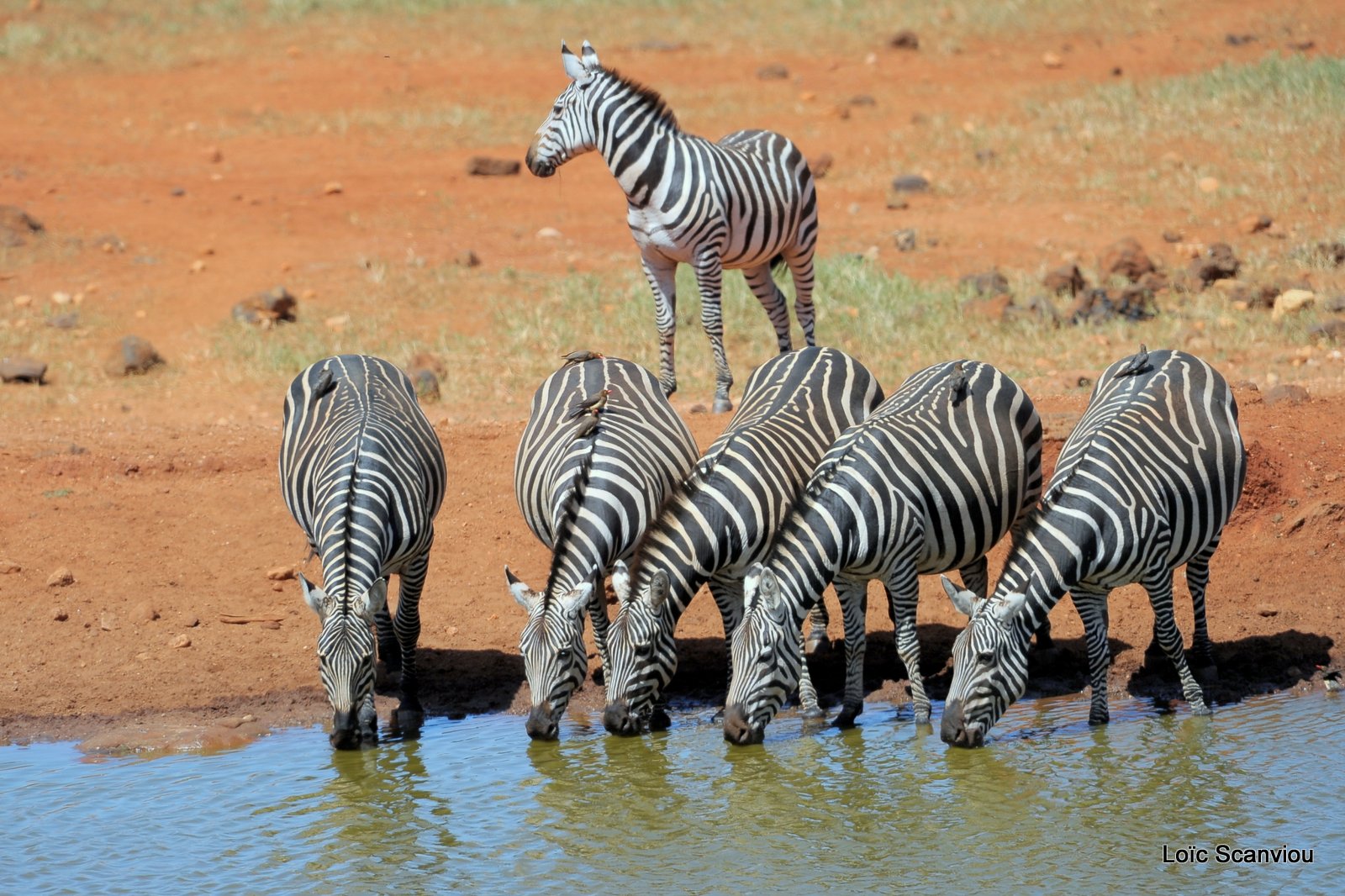 Zèbre/Zebra (11)