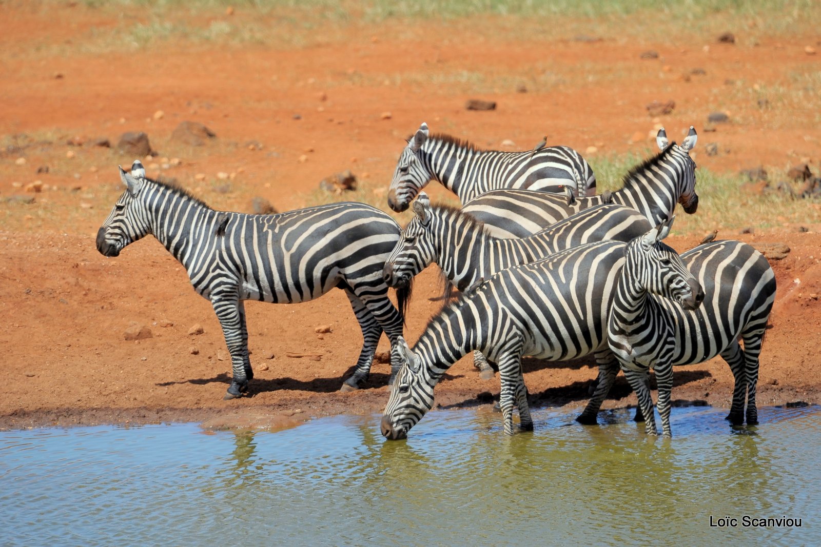 Zèbre/Zebra (12)