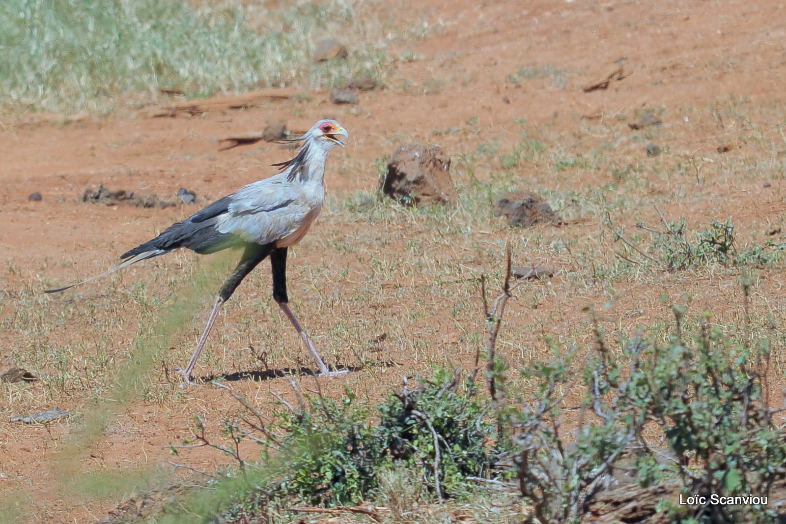 Messager sagittaire/Secretary Bird (1)