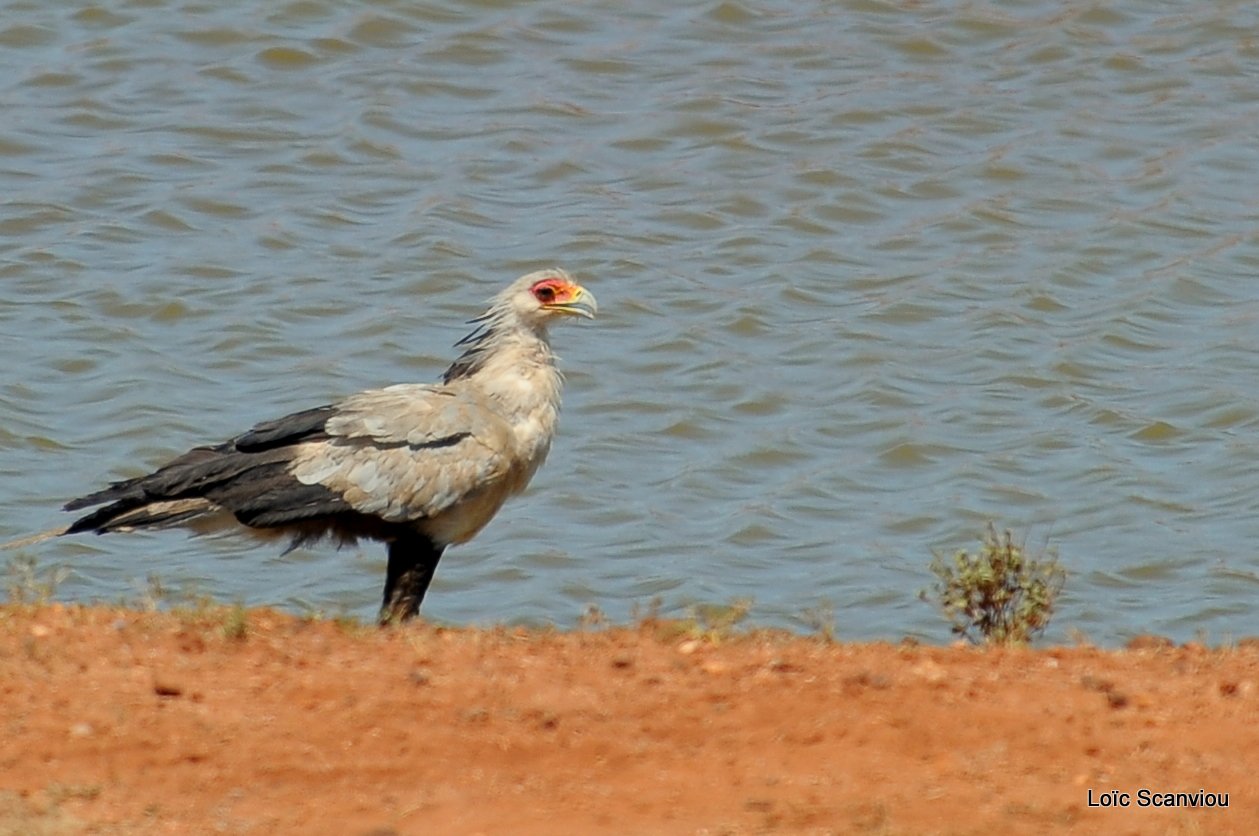 Messager sagittaire/Secretary Bird (2)