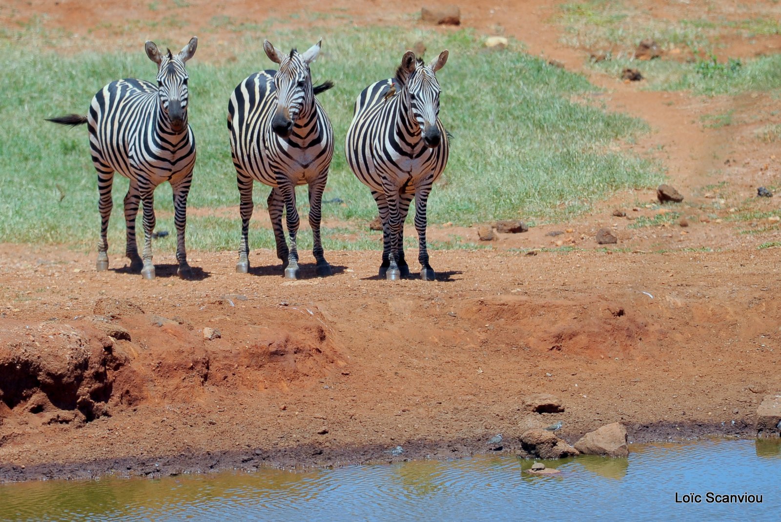 Zèbre/Zebra (14)