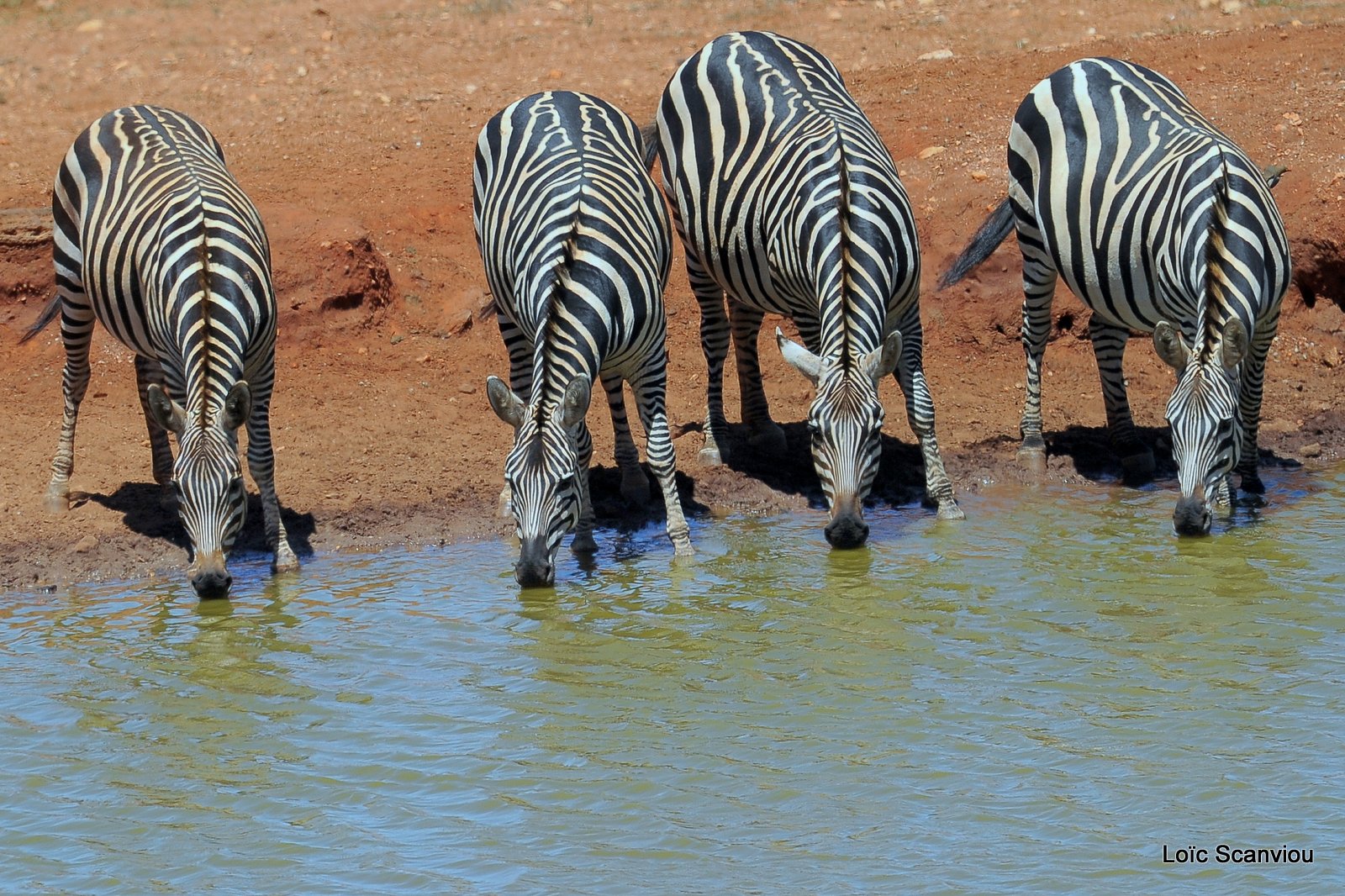 Zèbre/Zebra (15)