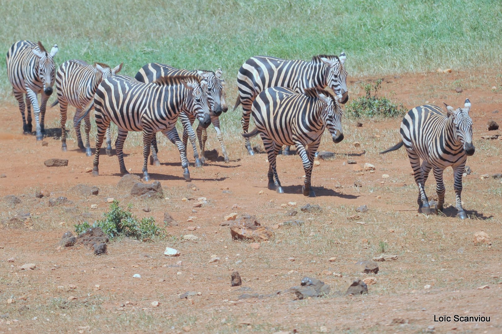 Zèbre/Zebra (17)