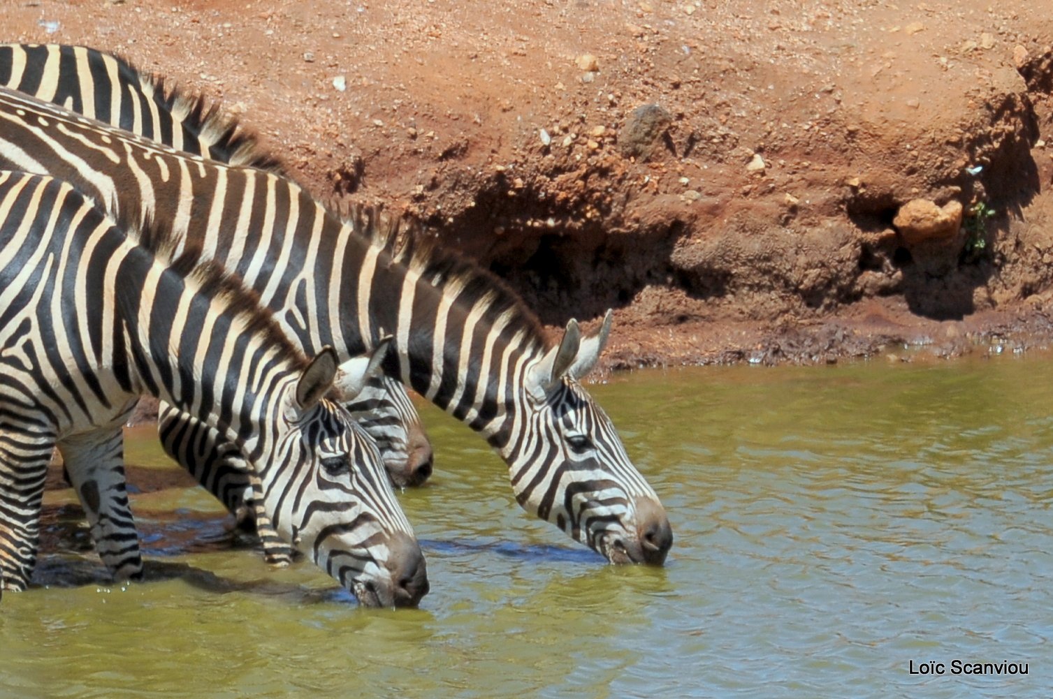 Zèbre/Zebra (19)