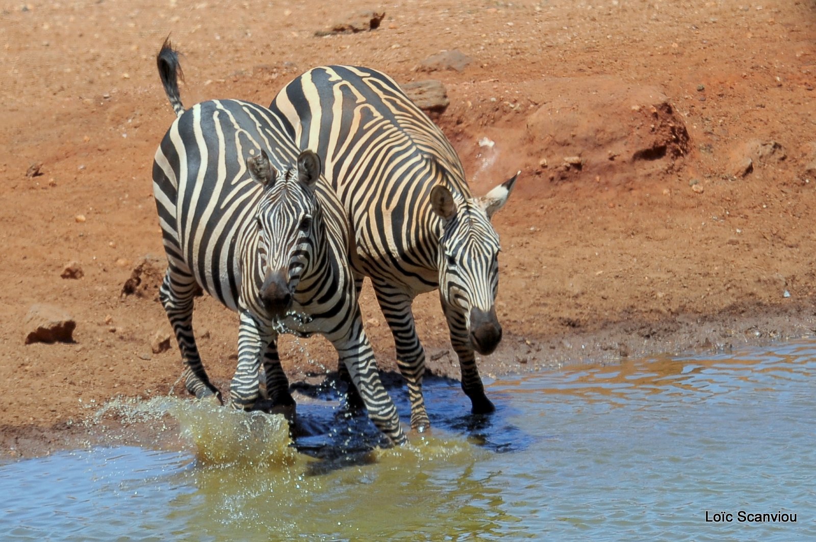 Zèbre/Zebra (22)