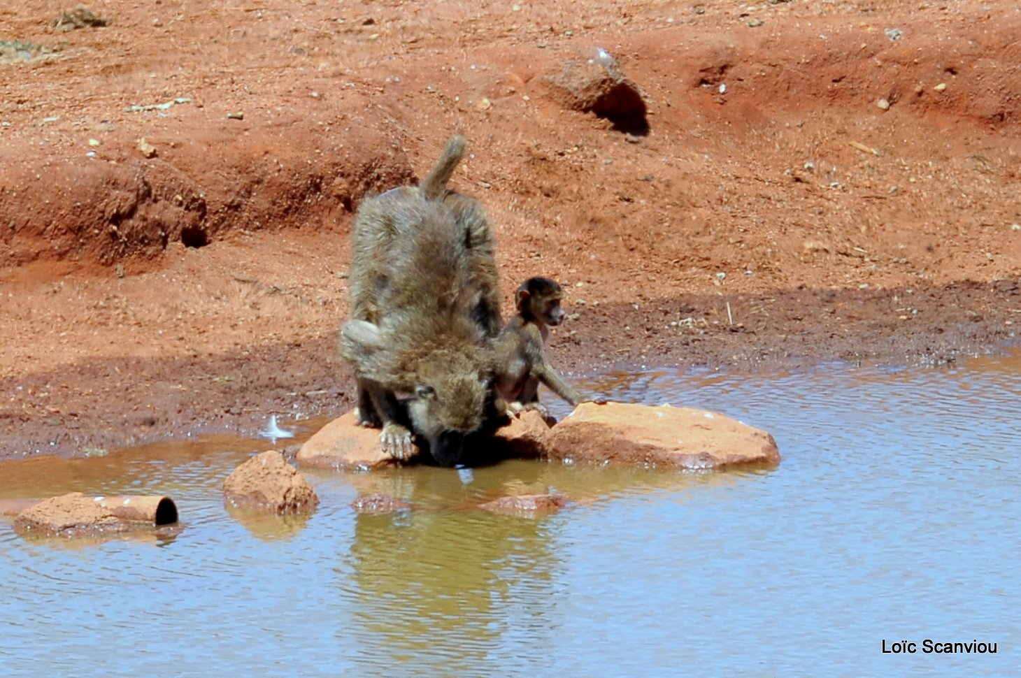 Babouin/Baboon (1)