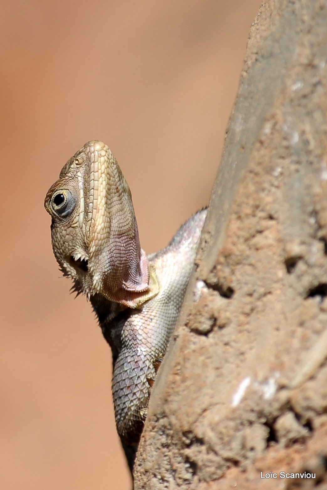 Agame/Agama Lizard (1)