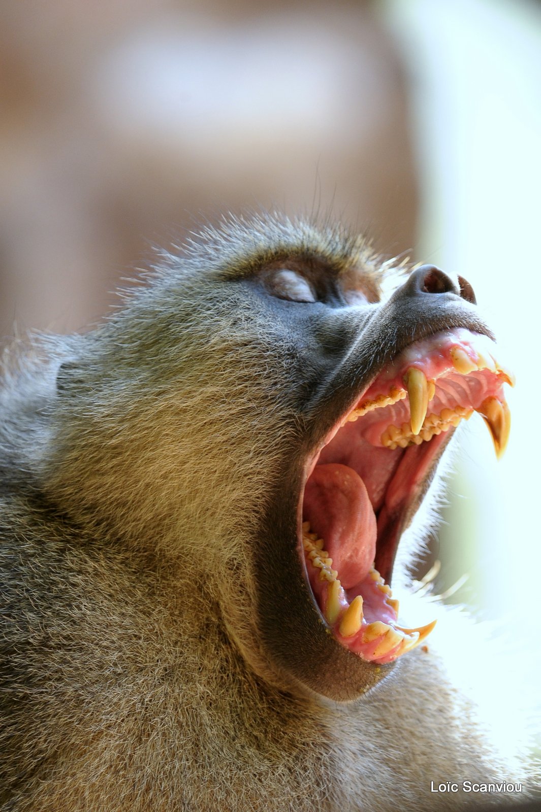 Babouin/Baboon (5)