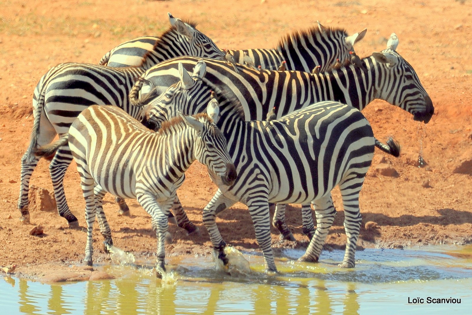 Zèbre/Zebra (24)