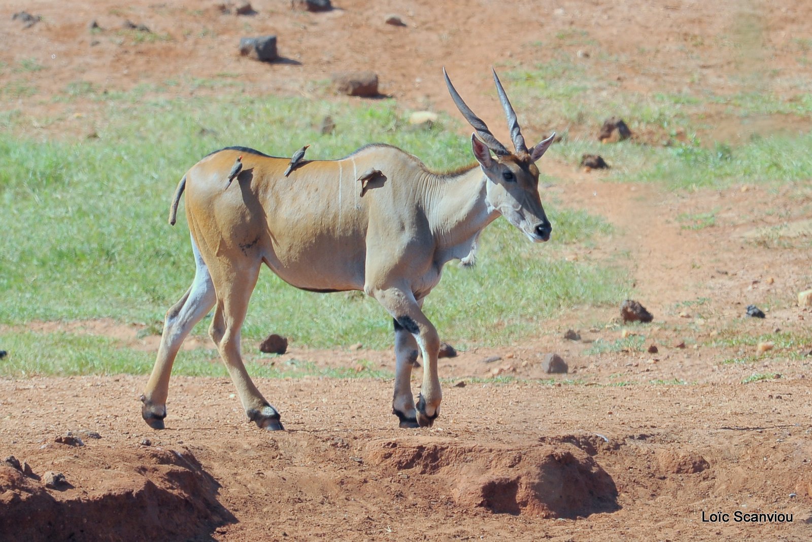 Eland du Cap/Cape Eland (1)