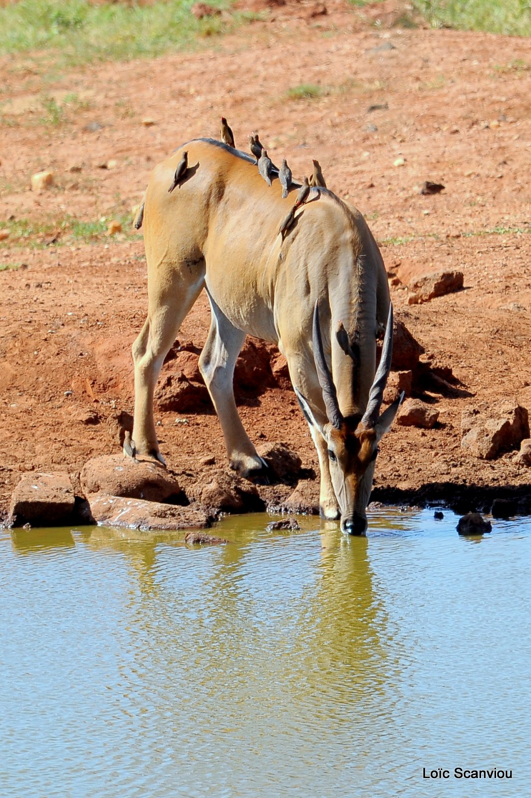 Eland du Cap/Cape Eland 