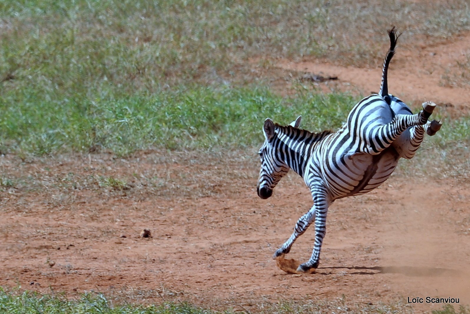 Zèbre/Zebra (26)