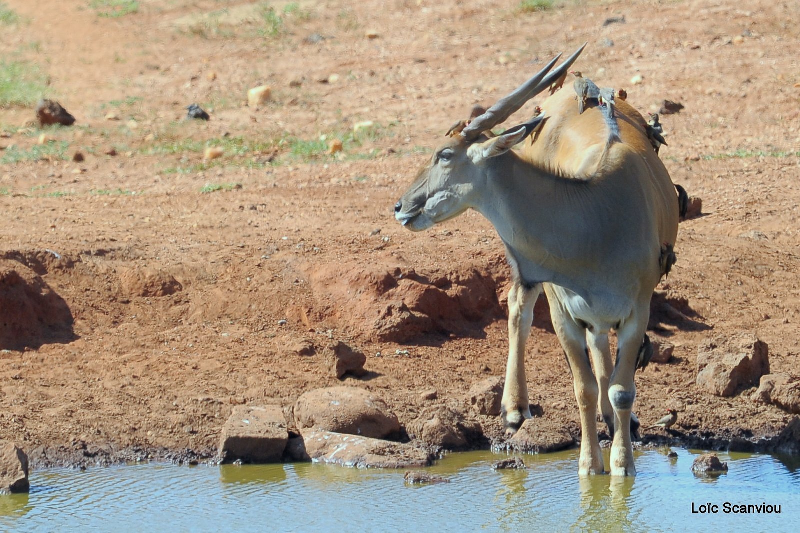 Eland du Cap/Cape Eland (3)