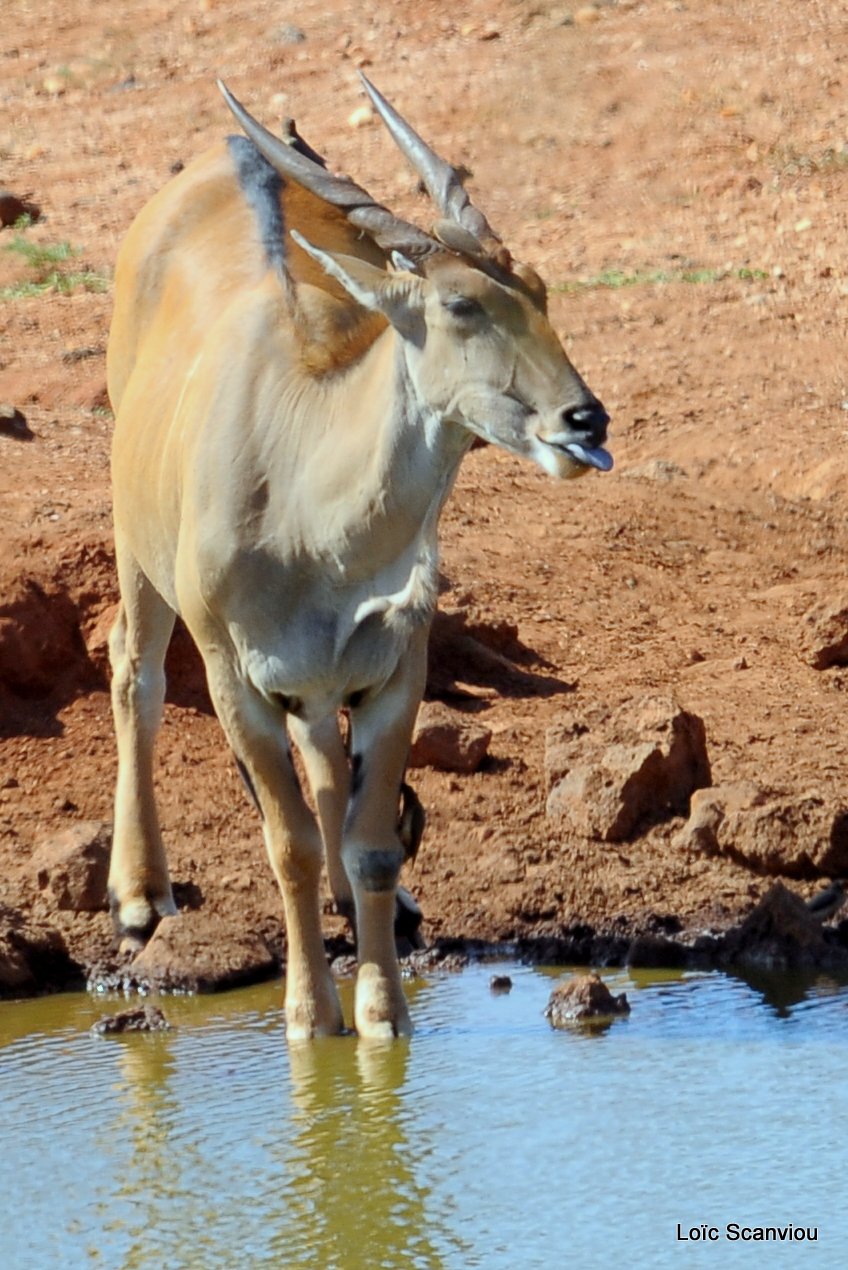 Eland du Cap/Cape Eland (4)