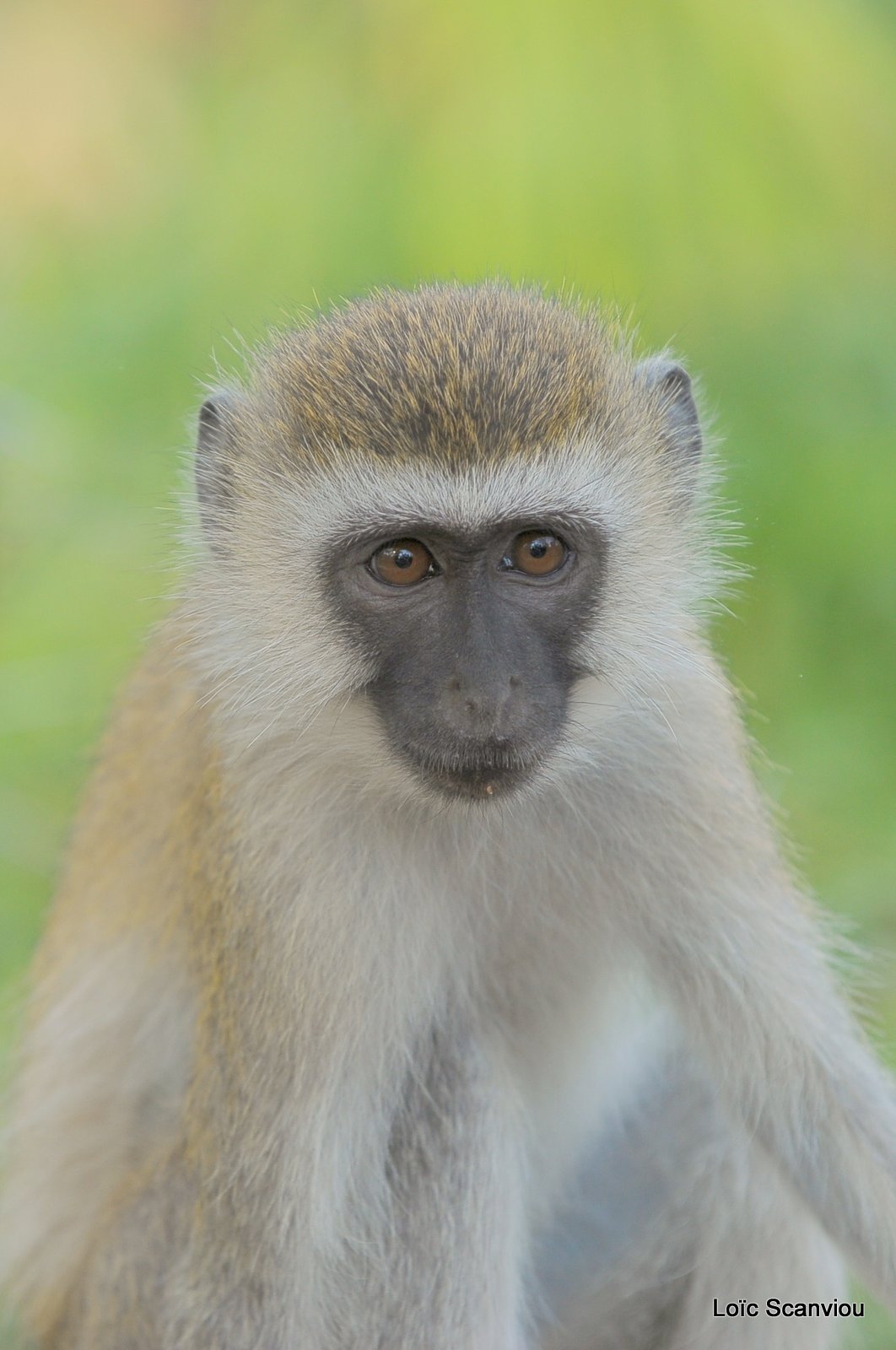 Vervet/Vervet Monkey (1)