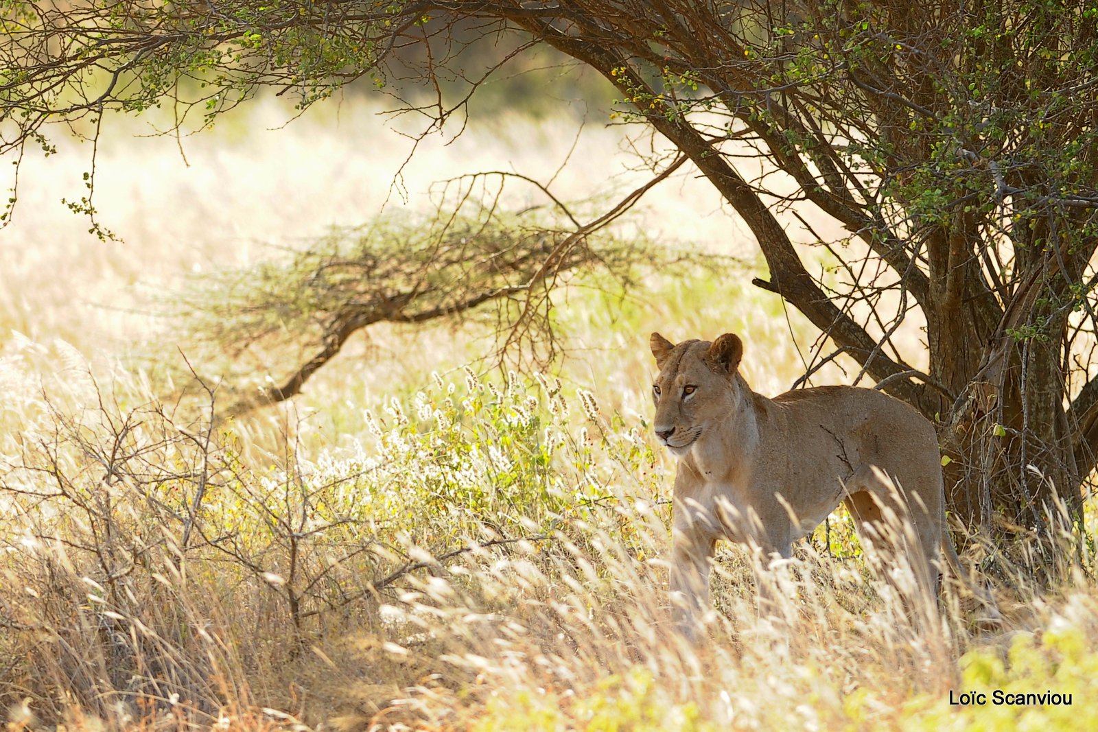 Lion (1)
