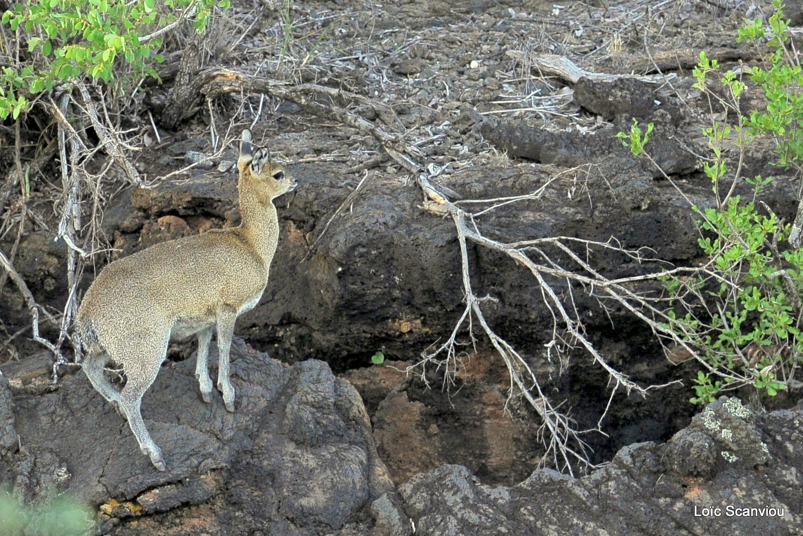 Tsavo West 2012 (91)