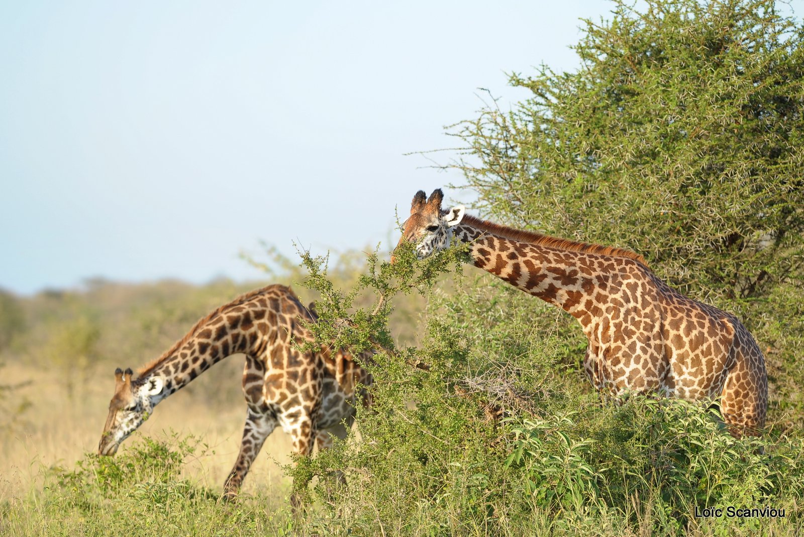 Girafe/Giraffe (1)