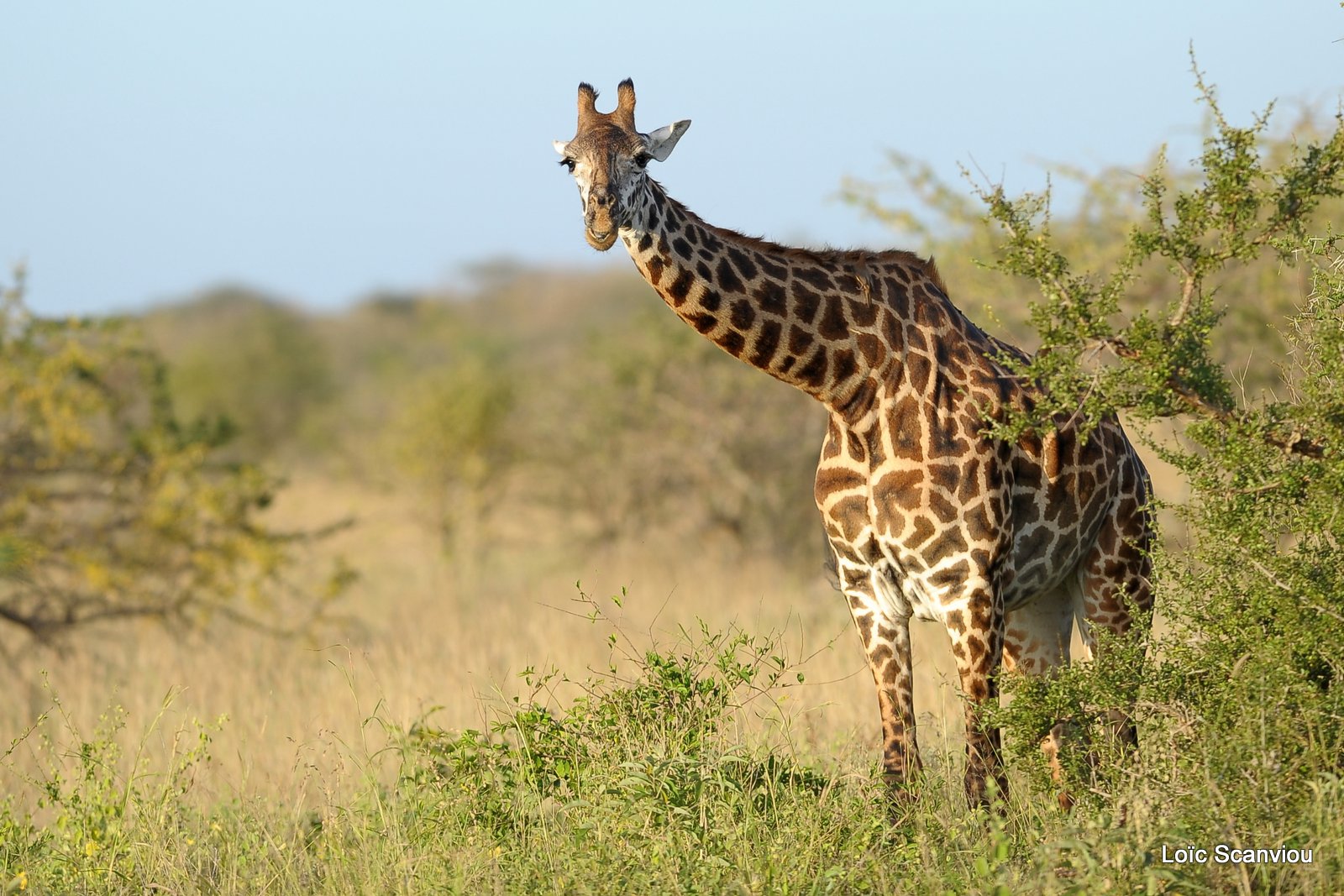 Girafe/Giraffe (2)