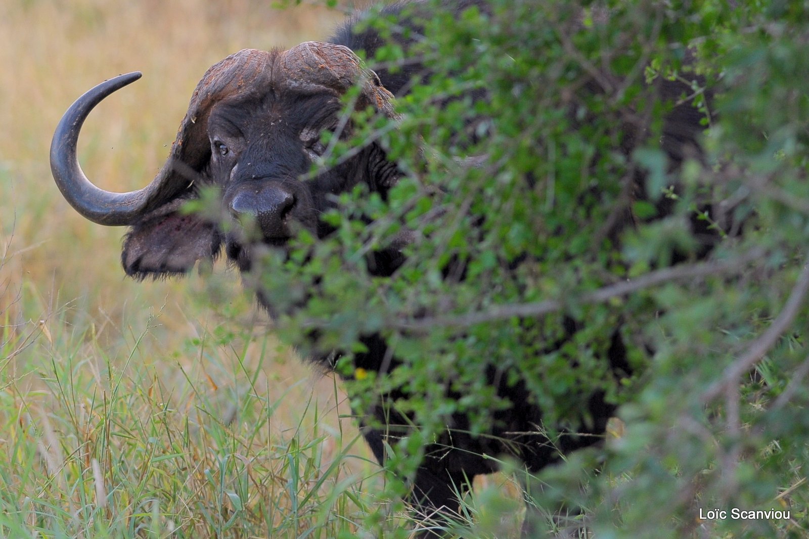 Buffle du Cap/Cape Buffalo (2)