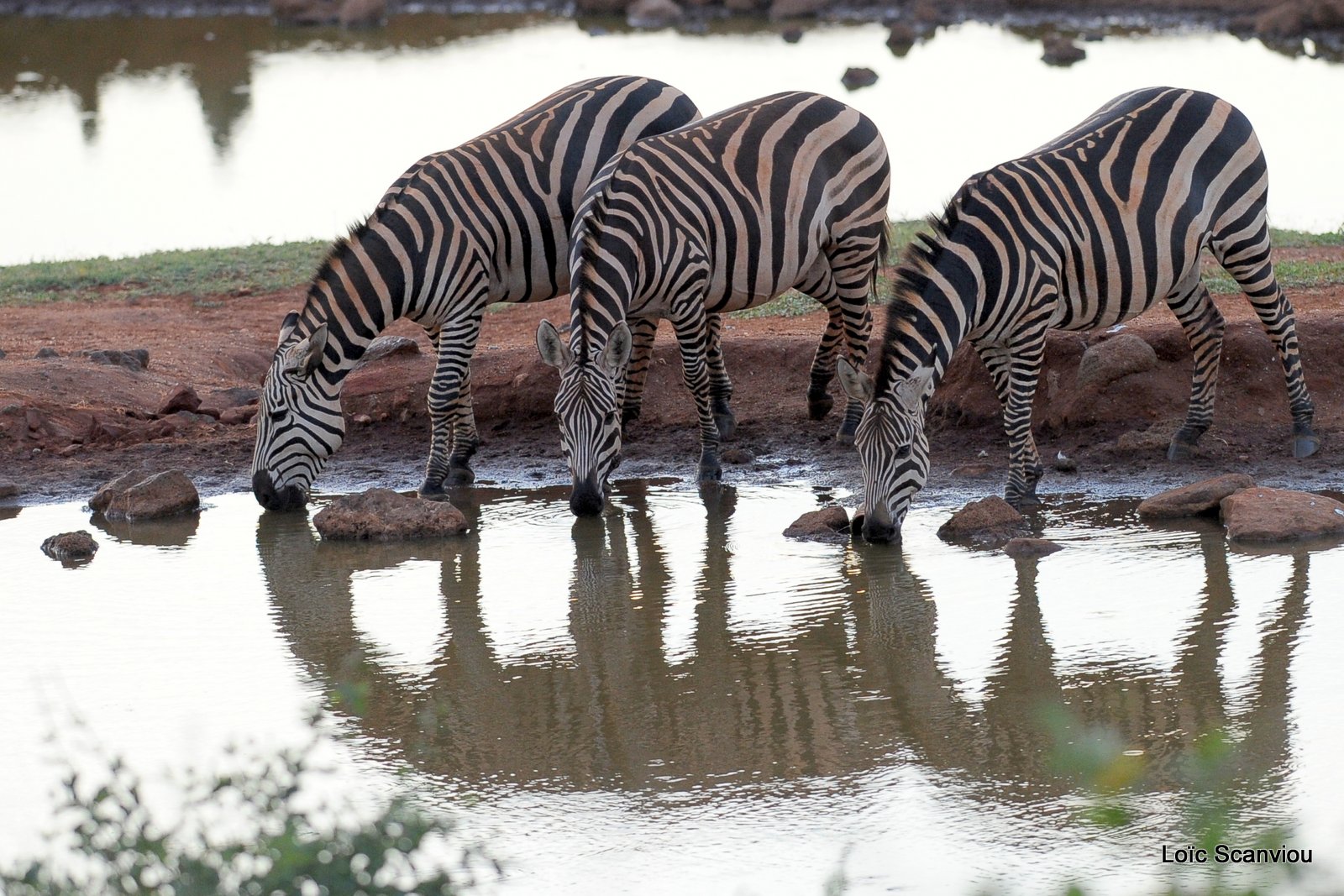Zèbre/Zebra (27)