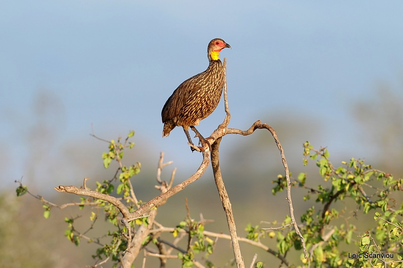 Francolin à cou jaune/Yellow-necked Spurfowl (3)