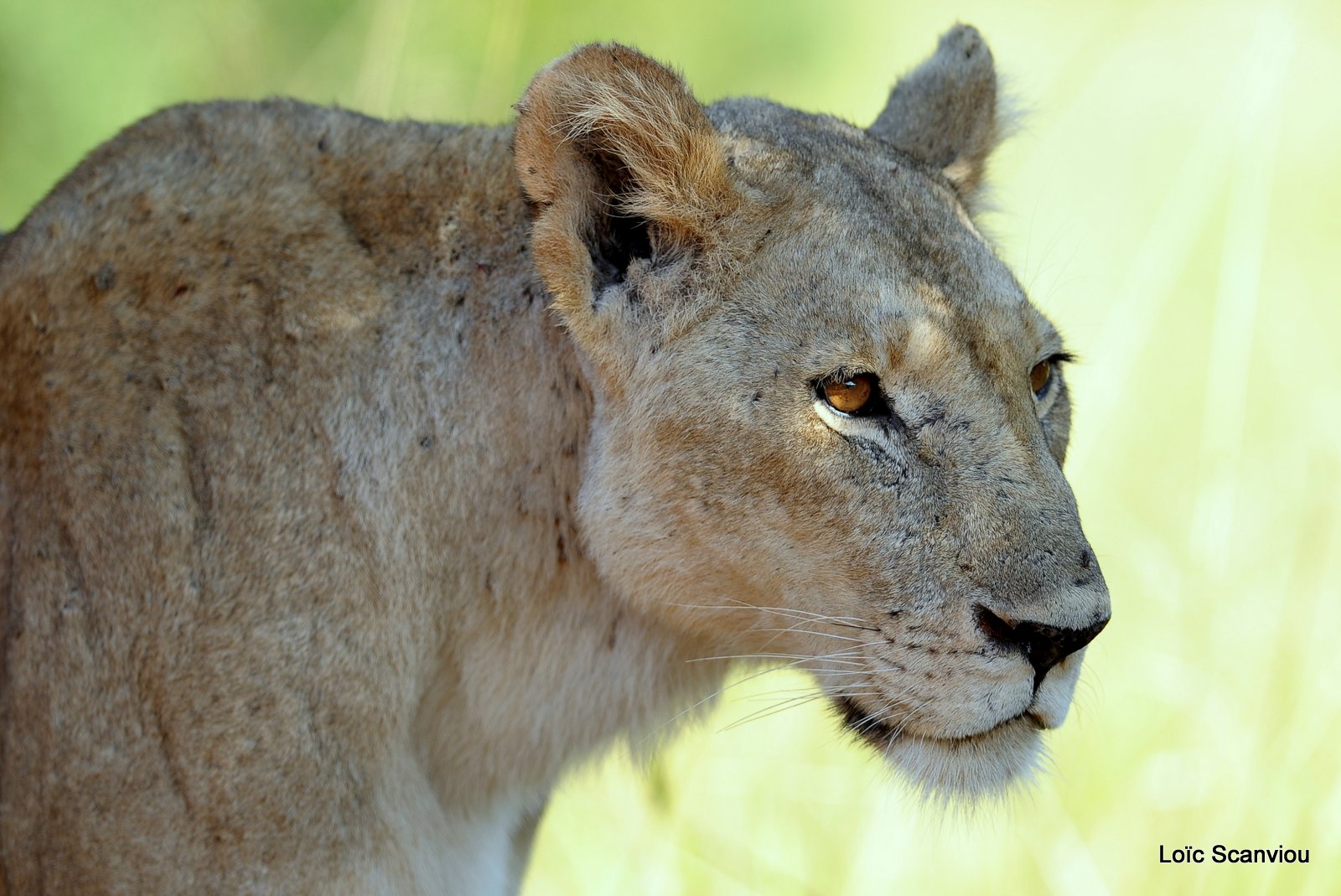 Lion (3)