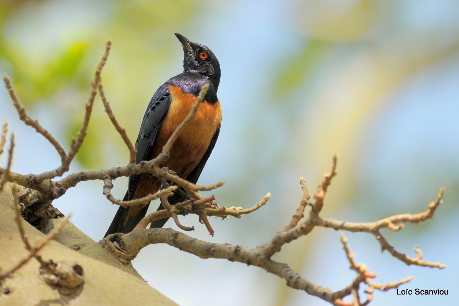 Choucador de Hildebrandt/Hildebrandt's Starling (1)