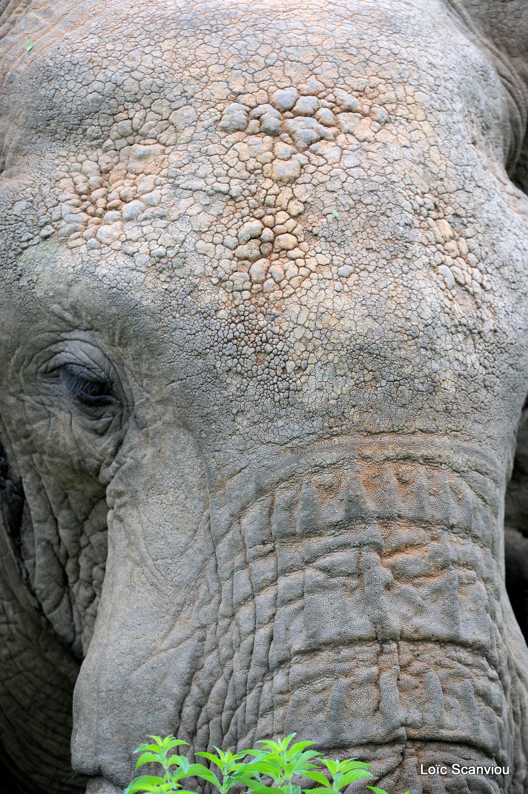 Eléphant (3)