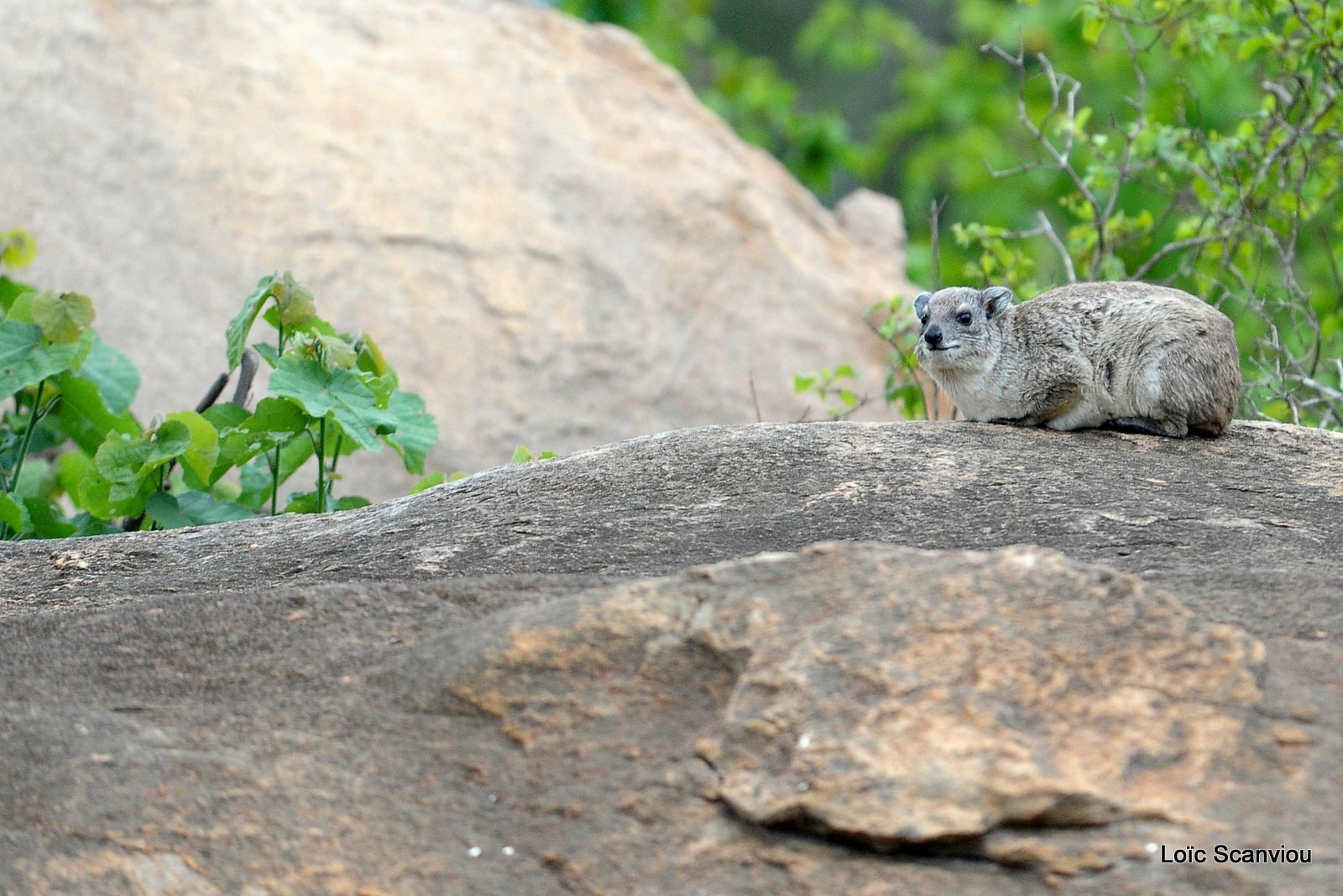 Daman/Hyrax (1)