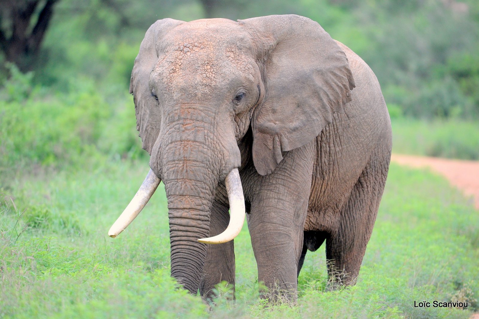 Eléphant (4)