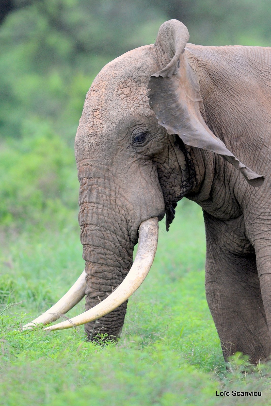 Eléphant (5)