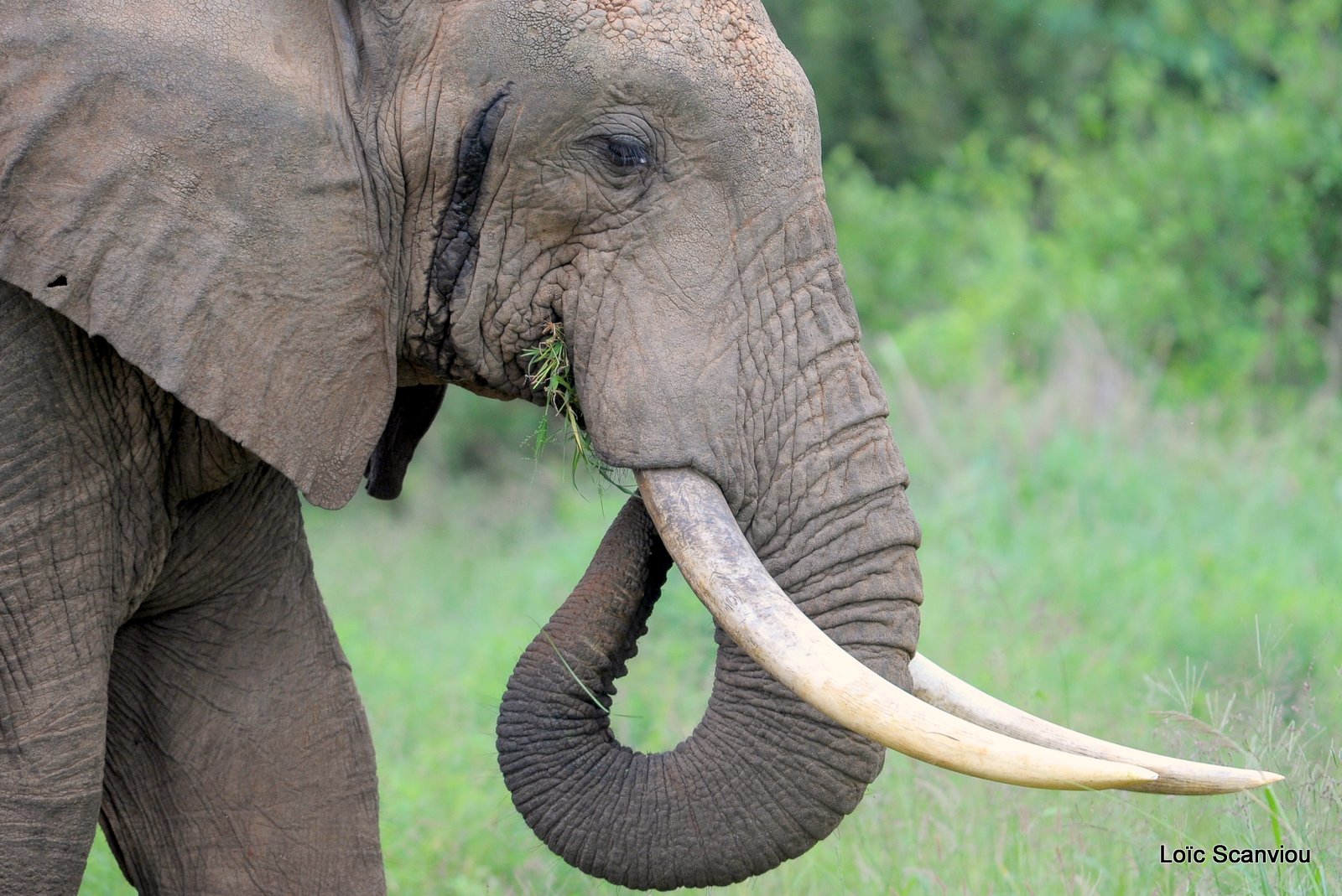 Eléphant (6)