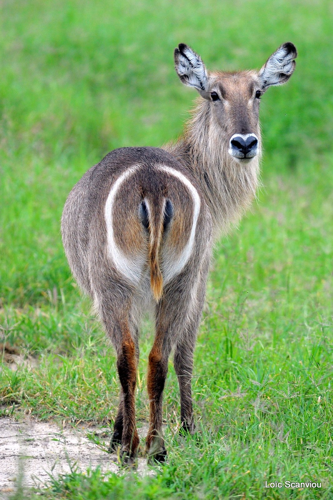 Cobe à croissant/Waterbuck (2)