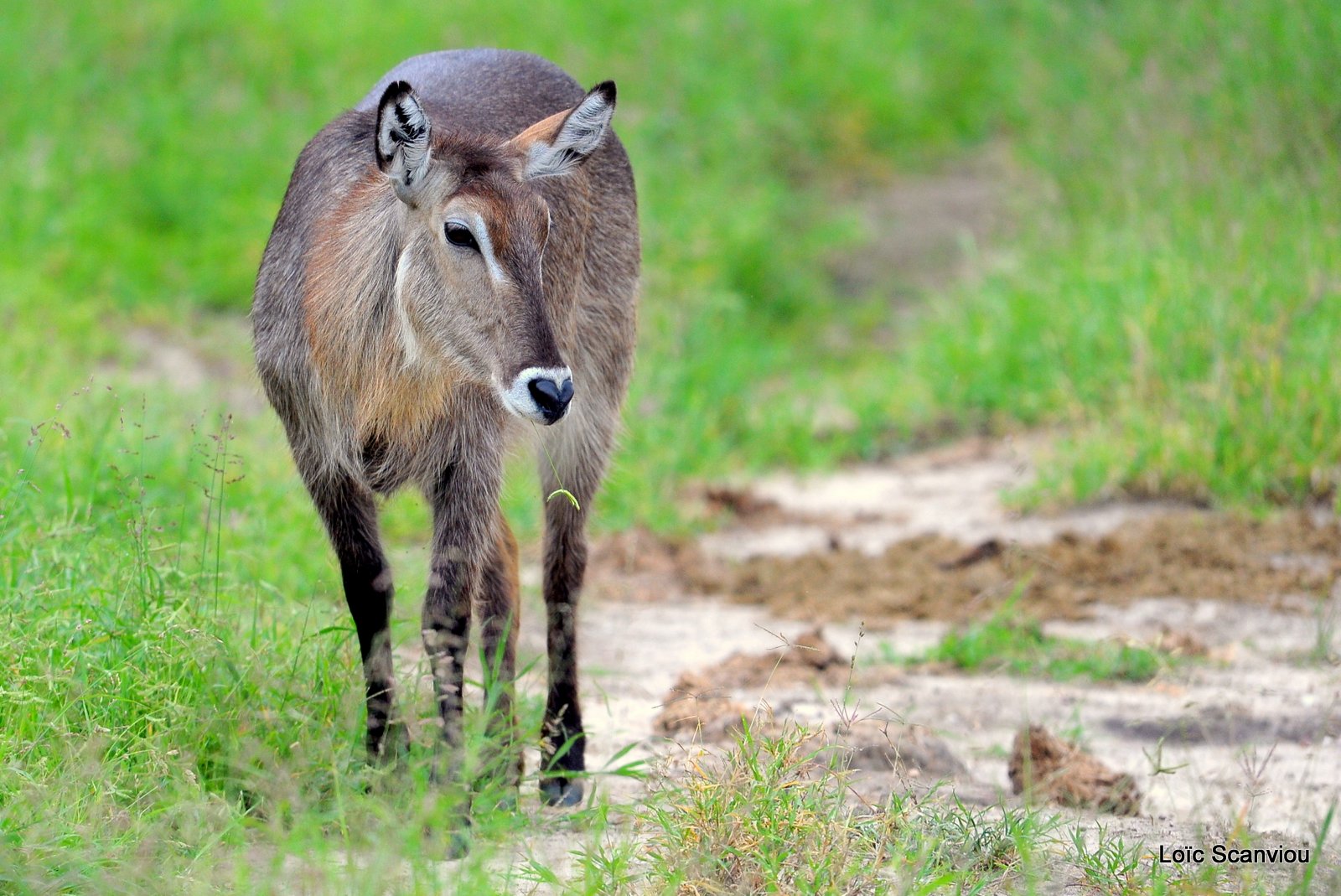 Cobe à croissant/Waterbuck (3)
