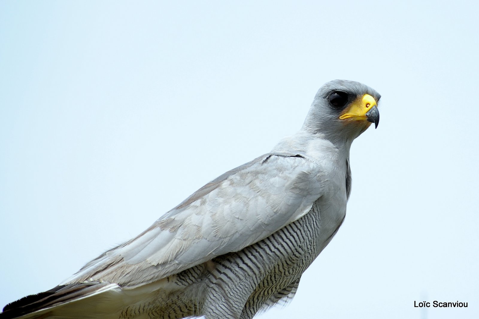 Autour/Goshawk (3)