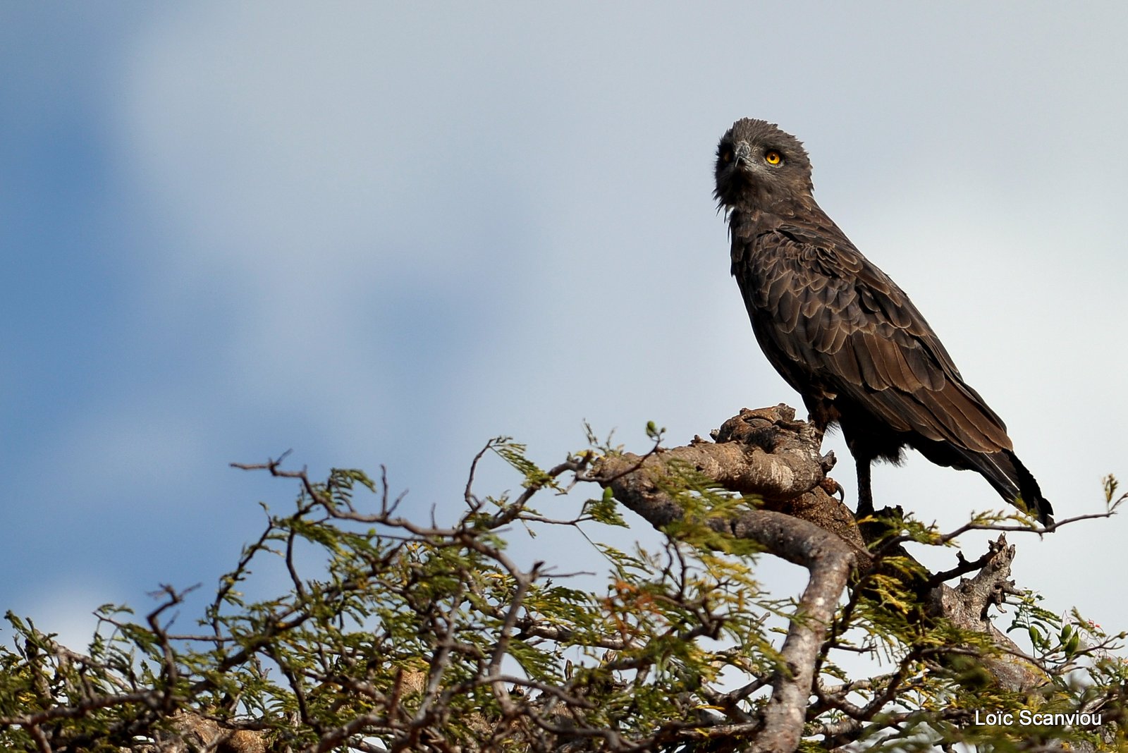 Circaète brun/Brown Snake-Eagle (1)