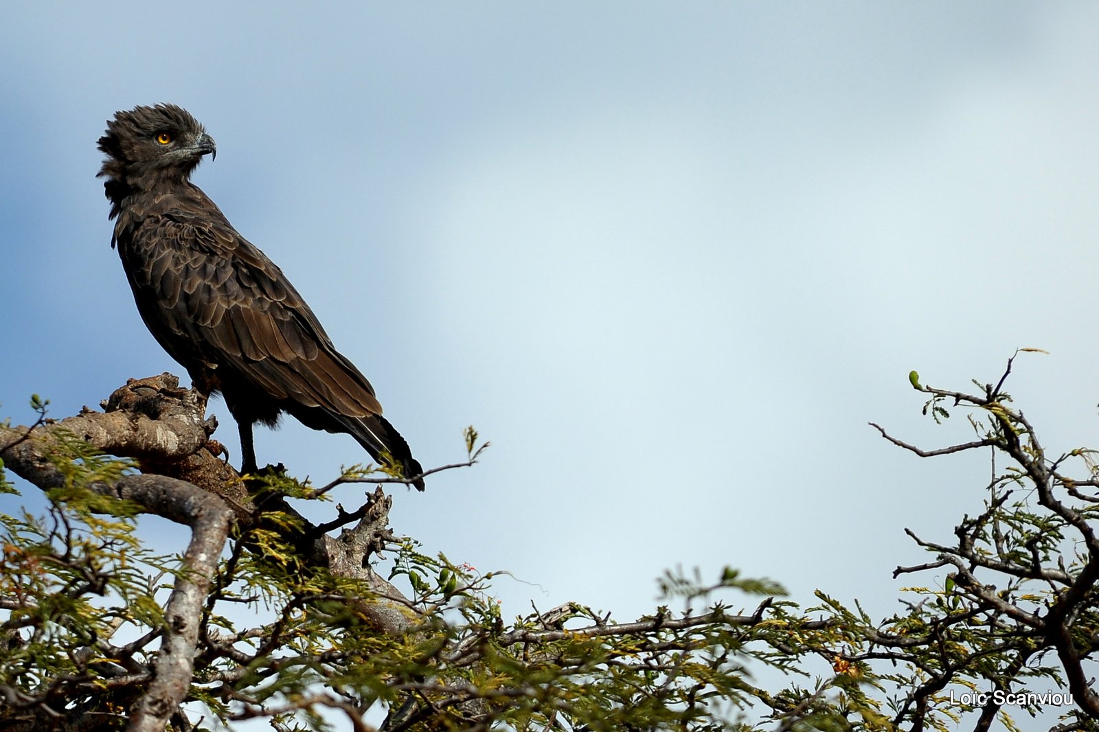 Circaète brun/Brown Snake-Eagle (2)
