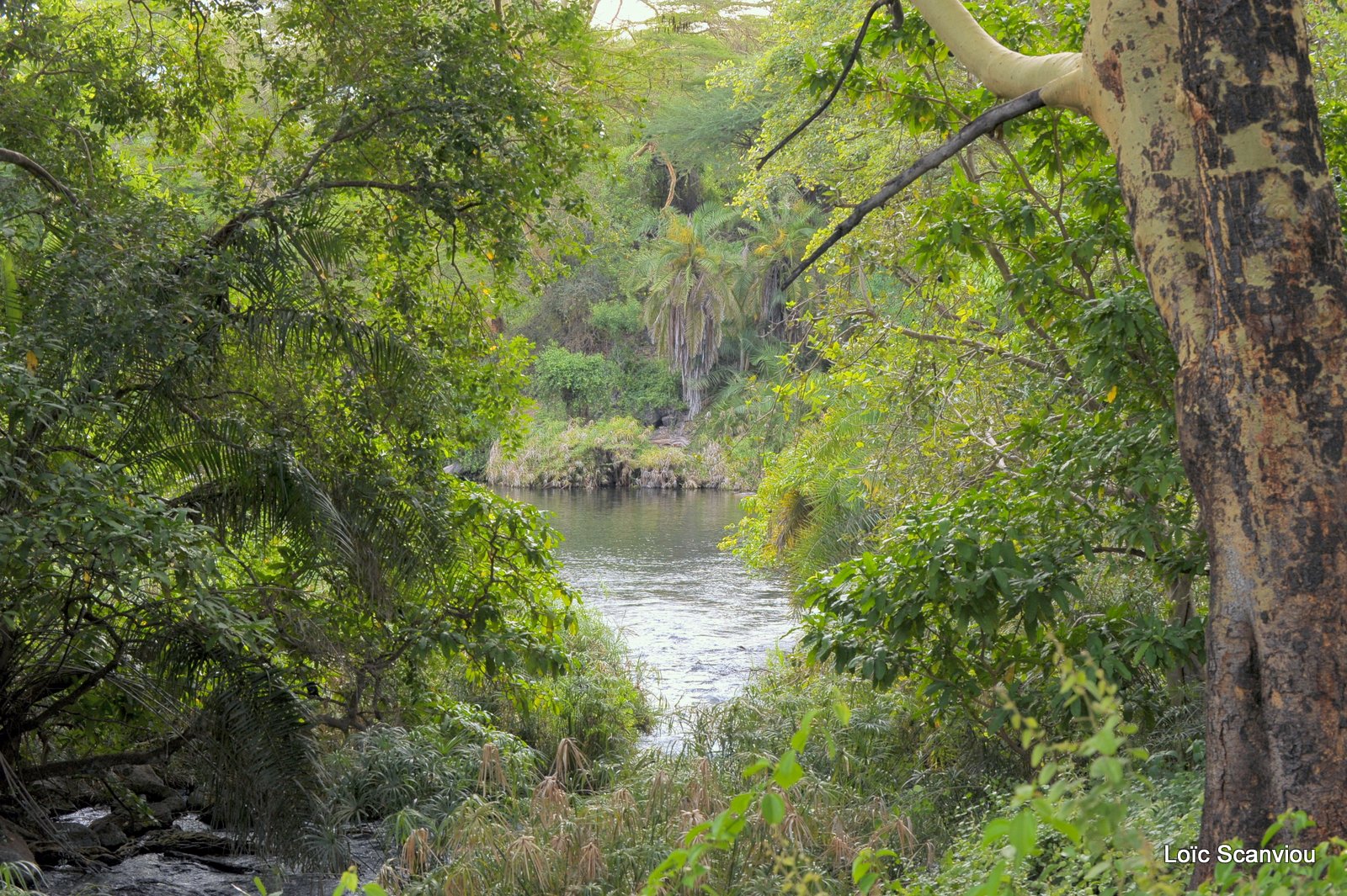 Tsavo West (15)
