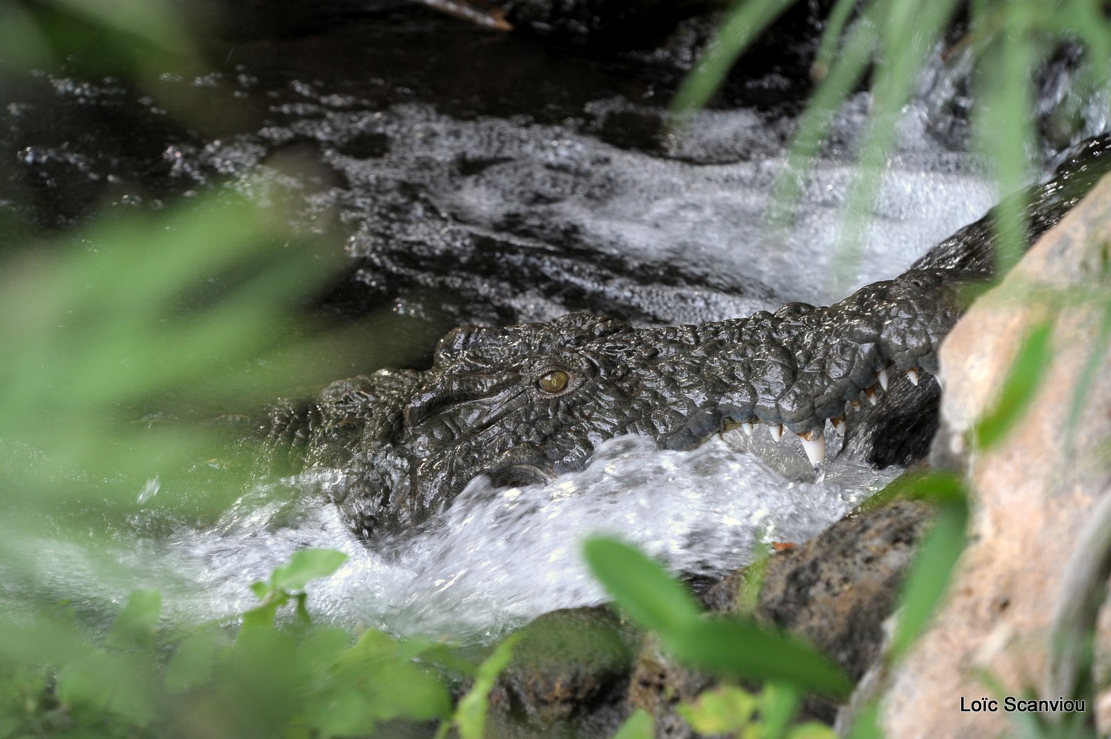 Crocodile (1)